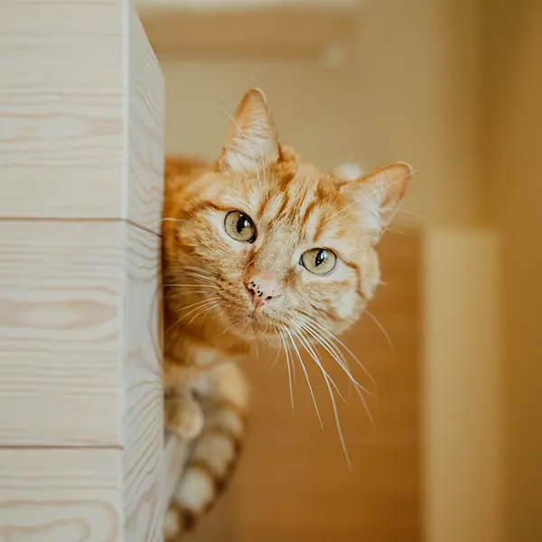 oban foto purrr-cation