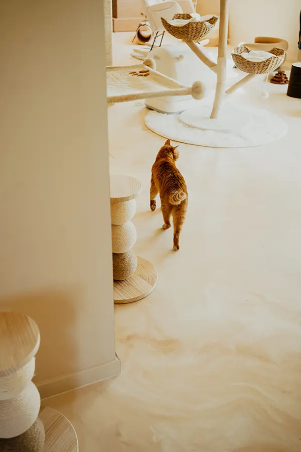 suites - image 1a kattenhotel