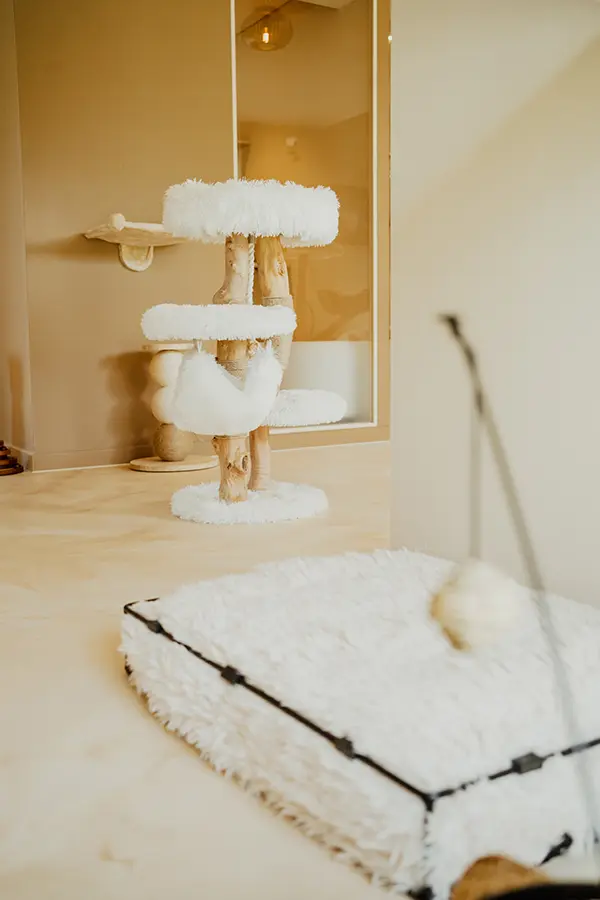 suites - image 3 kattenhotel